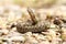 Nose horned viper, juvenile