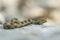 Nose-horned Viper - Vipera ammodytes also horned or long-nosed viper, nose-horned viper or sand viper, species found in southern
