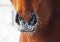 Nose of a horse in snow