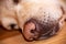 Nose of labradors