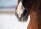 Nose of large chestnut horse