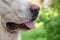 The nose,mouth  and tongue of large white dog.Close up.Muzzle of Alabai breed on a bright light background of nature.Concept of