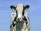 Nose-picking cow, black and white with ear tags in front of a blue sky