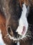 Nose of a skewbald pony in snow