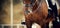 Nose sports brown horse in the double bridle. Dressage horse