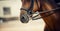 Nose sports red horse in the bridle. Dressage horse