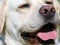 Nose and tongue of a white dog, close up, labrador sweats in the summer heat and cools down by panting