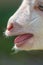 Nose in a white goat in nature