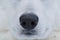 Nose of white shepherd dog