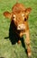 Nosey calf in spring