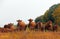 A nosey herd of Limousine Cattle in South Central Manitoba