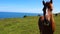 Nosey horse in front of blue sea