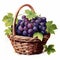 Nostalgic Illustration Of Purple Grapes In A Basket