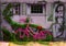 A Nostalgic Scene: Illustration of an Old Pink Bicycle Resting in Front of a Time-Worn House