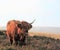 Nostril licking Highland cow on moorland