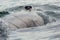 Nostrils on the back of humpback whale in Pacific Ocean. Water area near Kamchatka Peninsula.