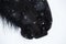 Nostrils of friesian horse and snowflake