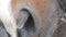 Nostrils of the horses close up. Detail of muzzle of the thoroughbred stallion close-up in slow motion.