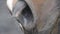 Nostrils of the horses close up. Detail of muzzle of the thoroughbred stallion close-up in slow motion.