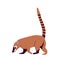 Nosua, or coati, is a genus of small mammals of the raccoon family, common in south and central america. Vector