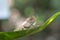 Nosy Be pygmy chameleon (Brookesia minima)