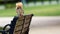 Nosy brown squirrel sitting on the edge of athe bench - image