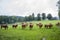 Nosy cows in a field in Belgium