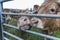 Nosy cows in a field in Belgium