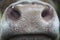 Nosy cows in a field in Belgium