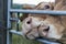 Nosy cows in a field in Belgium