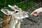 Nosy deer being fed