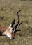 Nosy Impala - Botswana