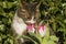 Nosy kitten smelling at pink and white tulips in the garden