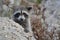 Nosy river raccoon spying