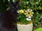 Nosy tomcat sitting near yellow flowers and a white ceramic sheep in the garden