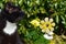 Nosy tomcat sitting near yellow flowers and a white ceramic sheep in the garden