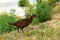 Nosy Weka birds demanding food from hikers at Abel Tasman Coast Track