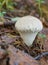 Not a big puffball mushroom (Lycoperdon)