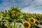 not bloomed mini sunflower on a blurred background, navel closed