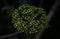 Not yet blooming round inflorescence Viburnum lantana close-up with dark background