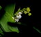 Not yet blossomed buds lilies of the valley