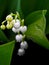 Not yet blossomed buds lilies of the valley, macro, narrow focus area