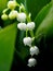 Not yet blossomed buds lilies of the valley, macro, narrow focus area