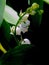 Not yet blossomed buds lilies of the valley, narrow focus area