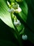 Not yet blossomed buds lilies of the valley, narrow focus area