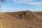 Not covered storage clamp of harvested sugar beet on field