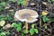 Not eatable mushroom named toadstool or Destroying Angel grows on the ground among the low grass