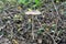 Not eatable mushroom named toadstool or Destroying Angel grows on the ground among the low grass