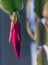 Not yet in full bloom the Christmas cactus, narrow focus area