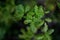 Not large oak leaves in the foreground, bright green color